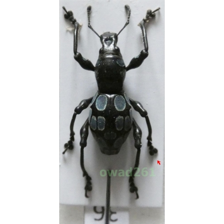 Pachyrrhynchus congestus robustus male Philippines36